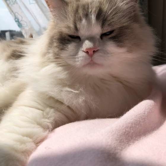 ジルくん  ラグドール