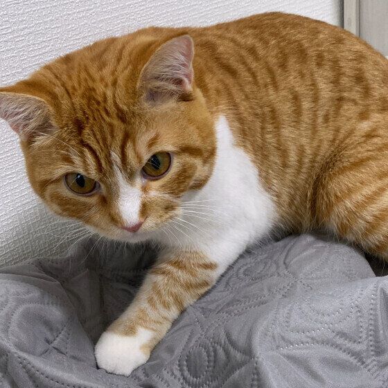 マンチカン　こたま  