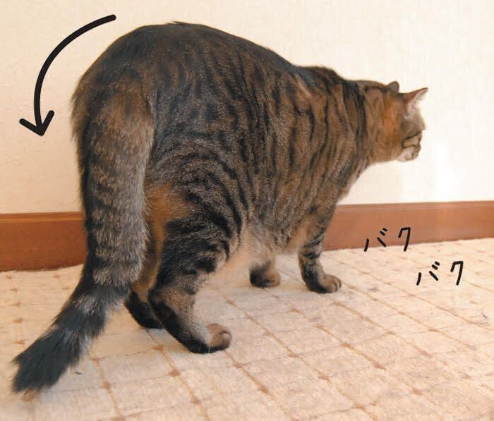 しっぽが弓なりになり、怒りのアピールをする猫