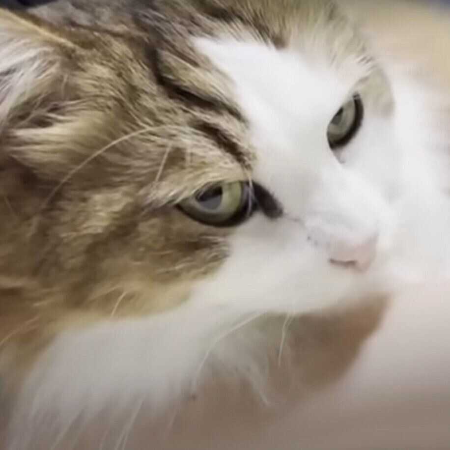 腕枕をする秀吉くん