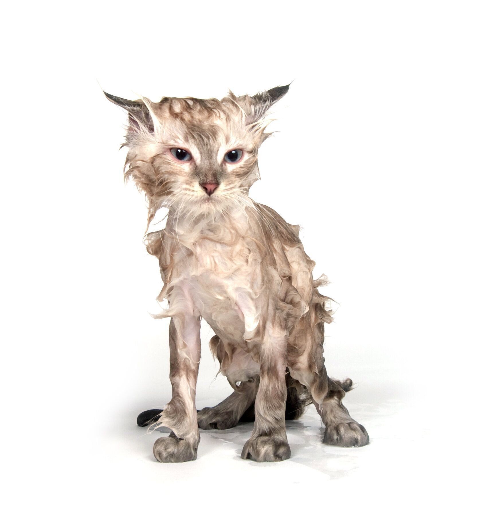 画像／iStock、Getty Images Plus