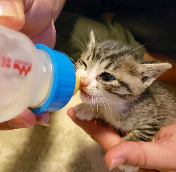 ミルクを飲むノアちゃん