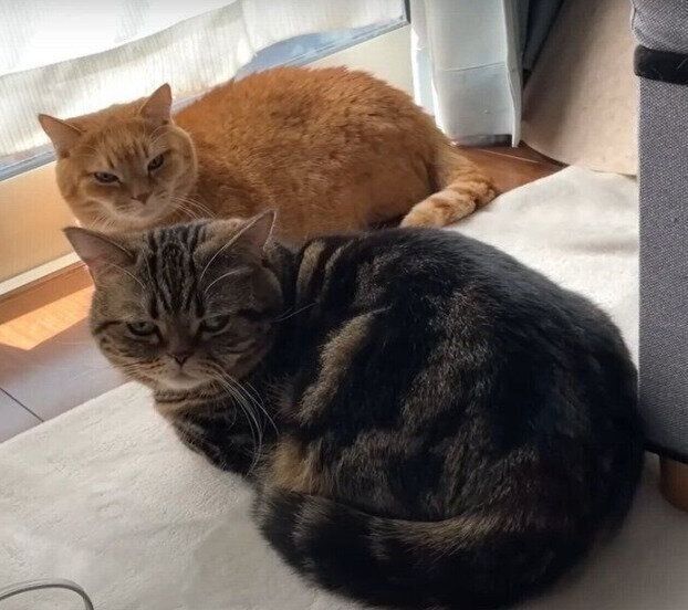 ひなたぼっこをするプリンくんとメルくん