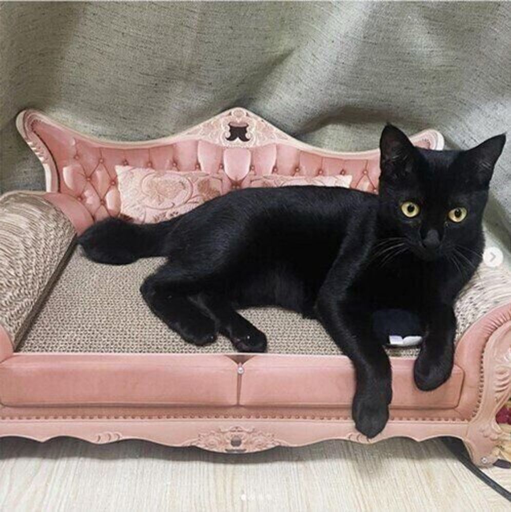 Snsで話題 おしゃれでかわいい猫の爪とぎ6選 ねこのきもちweb Magazine Snsで話題 おしゃれでかわいい猫の爪とぎ6選 ねこのきもちweb Magazine