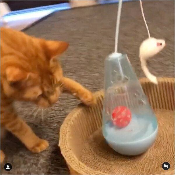 ダイソーの猫グッズ