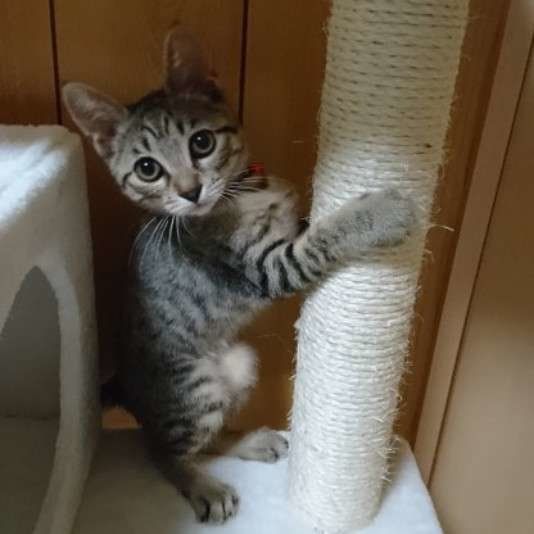 遊ぶためにしっかり準備運動をするキジトラ