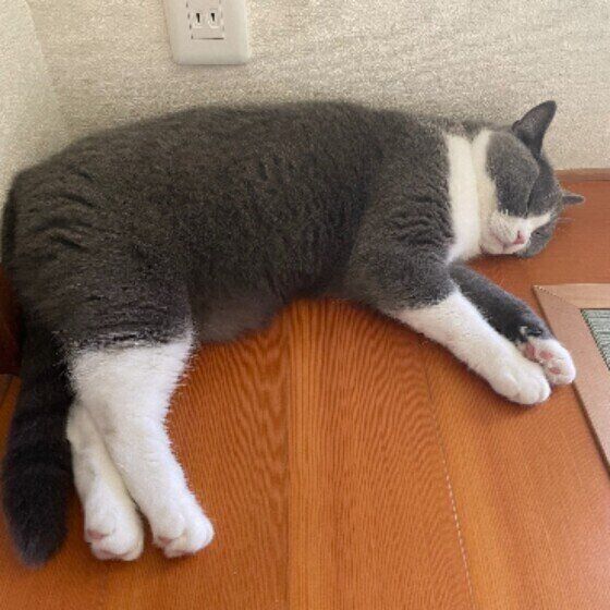 ブリティッシュショートヘアのはなちゃん♪