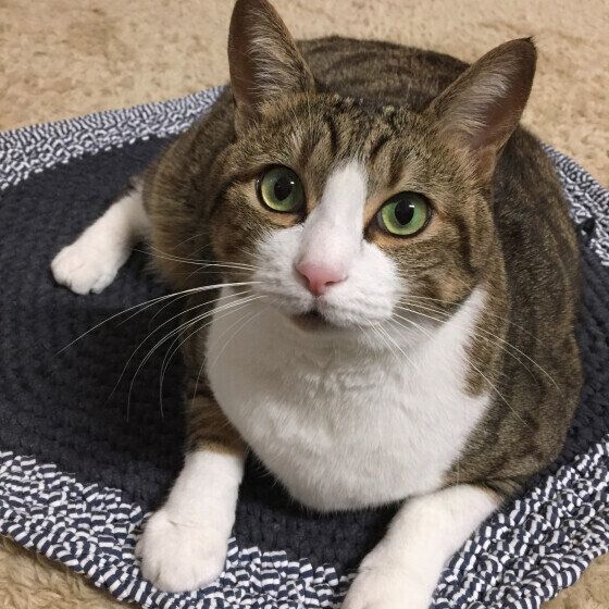 MIX　キジトラ　ぷーちゃん