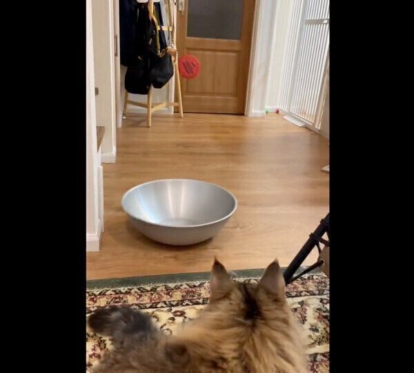 「持ってこい遊び」ができるしろあんちゃん