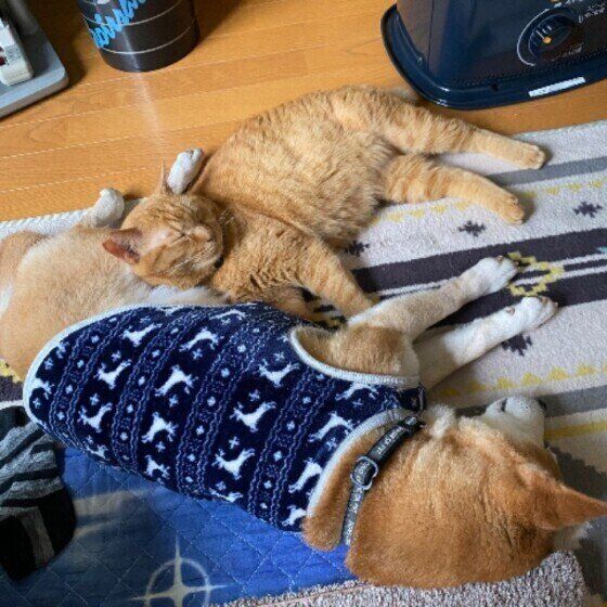 仲よくお昼寝中の2匹