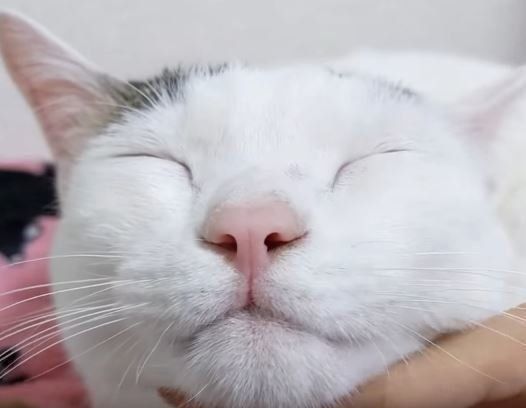 ねこ　チロくん