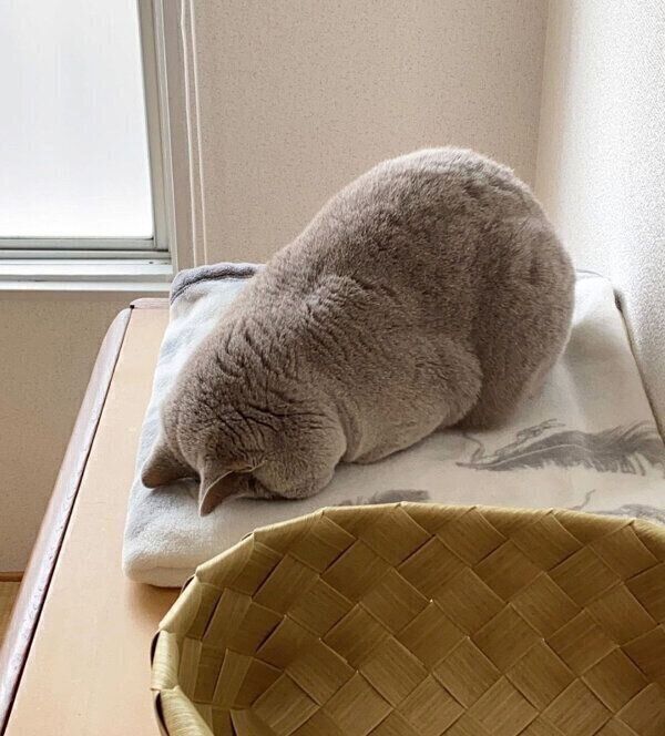 ごめん寝するらむねちゃん