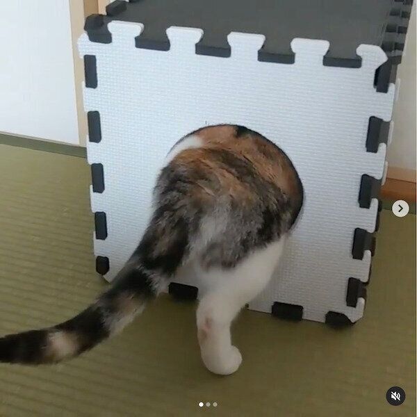 ジョイントマットで作る猫ハウス