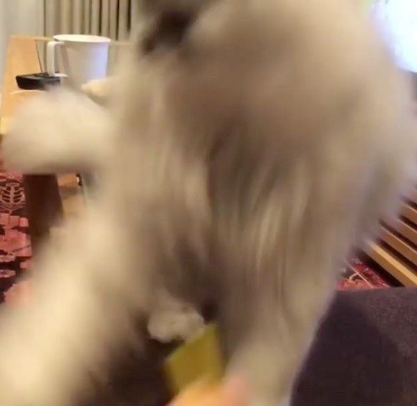 遊ぶスコティッシュフォールド