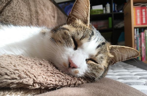 眠る猫