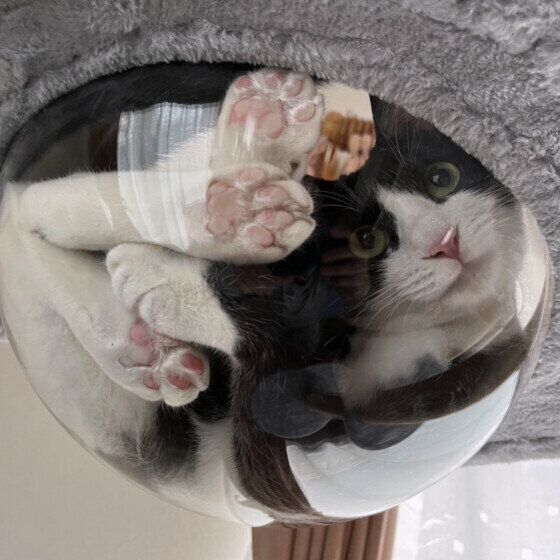 MIX黒白のアッシュちゃん