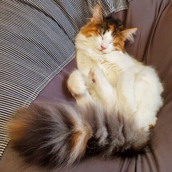 ノルウェージアンフォレストキャットのモカちゃん