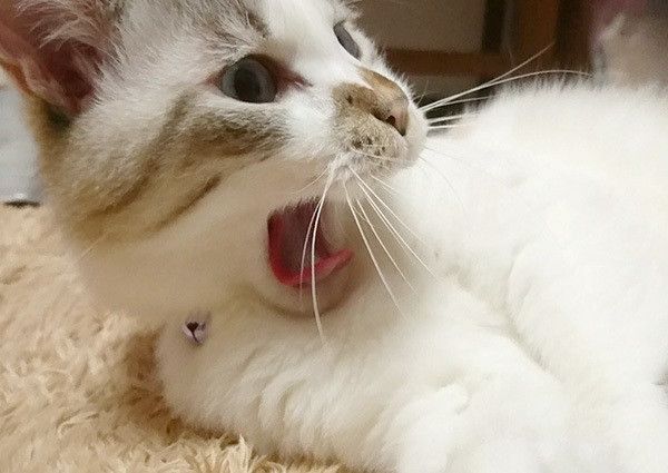 あくびする猫