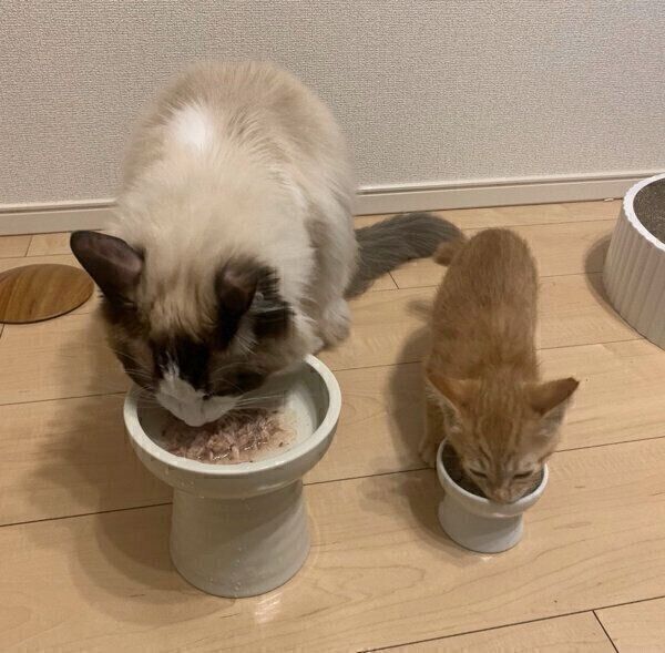 ごはんを食べるシンバちゃんとサスケくん