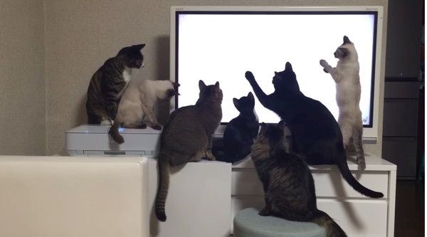 YouTubeを鑑賞する猫