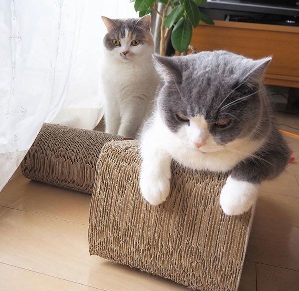 ブリティッシュショートヘアとスコティッシュフォールド