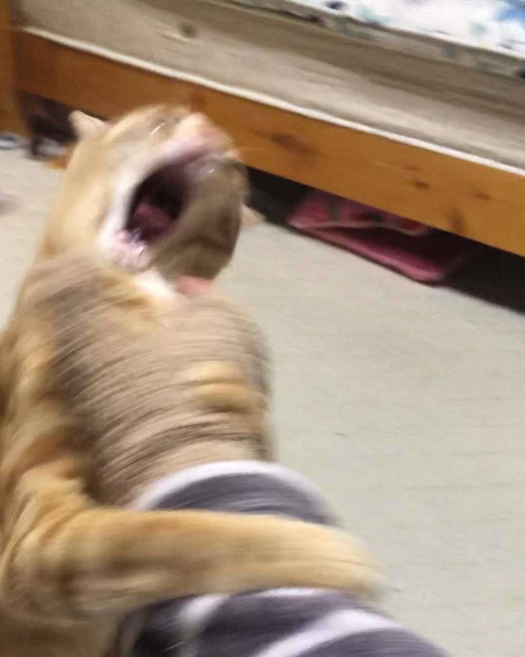 茶トラ・うにくん