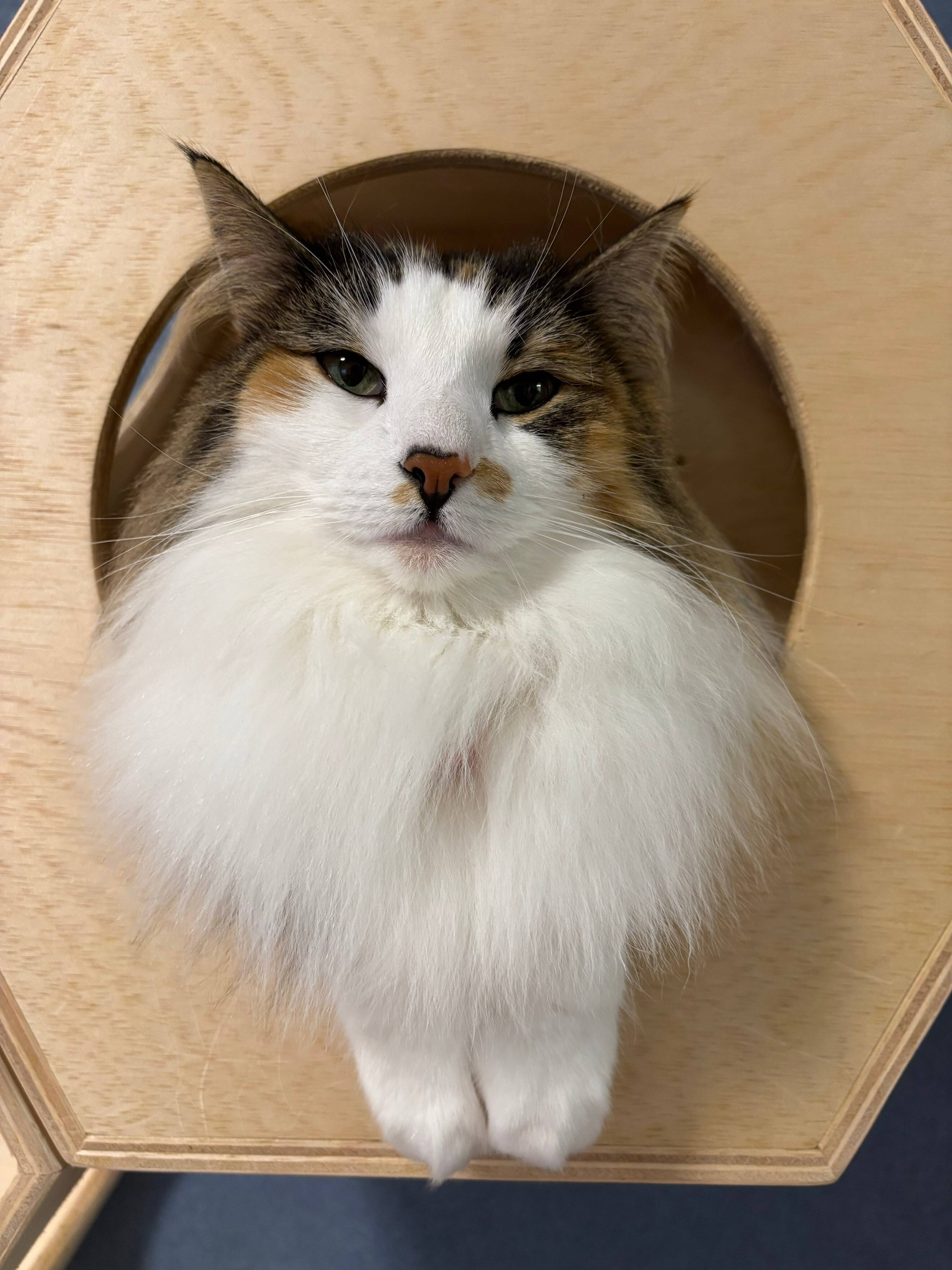 くつろぐノルウェージャンフォレストキャット