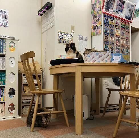 店内には、なでられるのが大好きな猫がたくさん