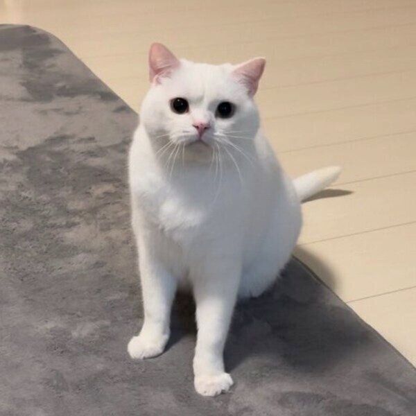 何か言いたげなしらたまくん