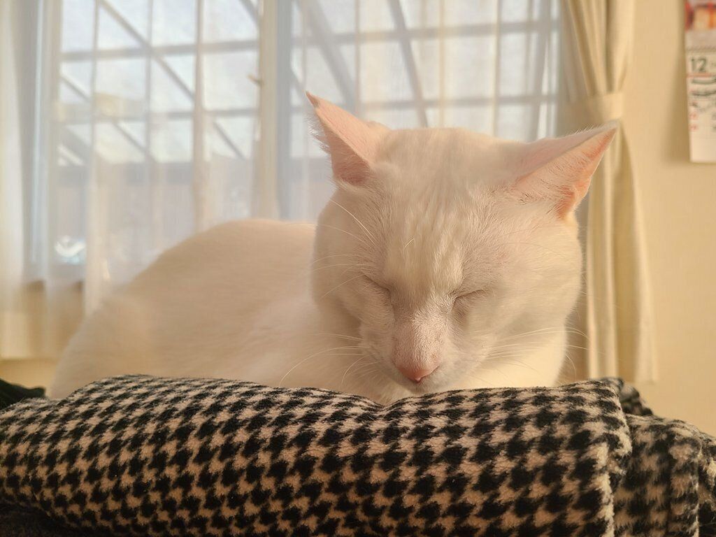 ベッドで眠っている丹波くん