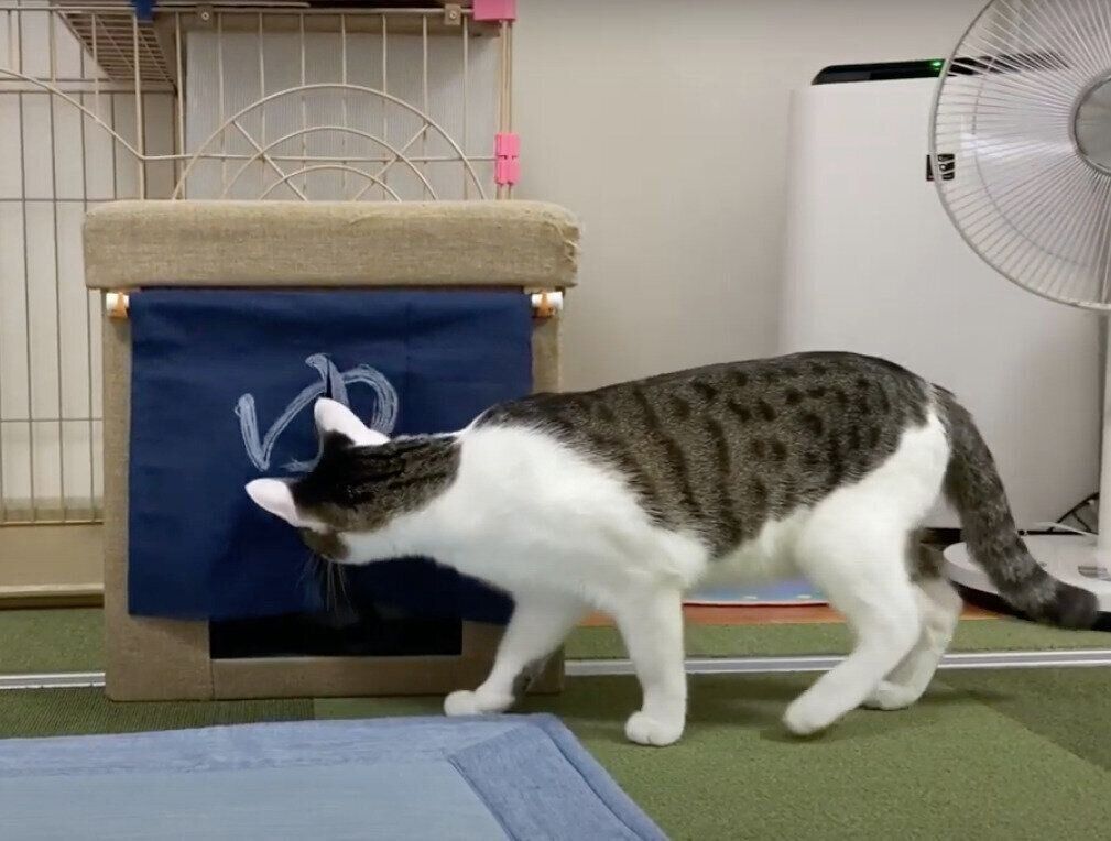 モモちゃん&ねこたちゃんと「湯」のれん