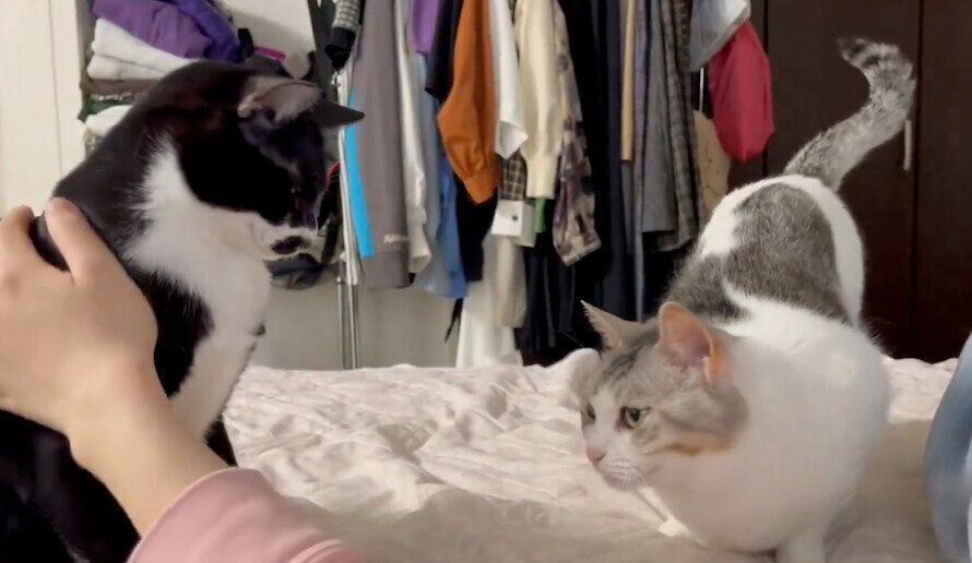 飼い主さんになでてもらうゆばくんと、そばで見ているとうふちゃん