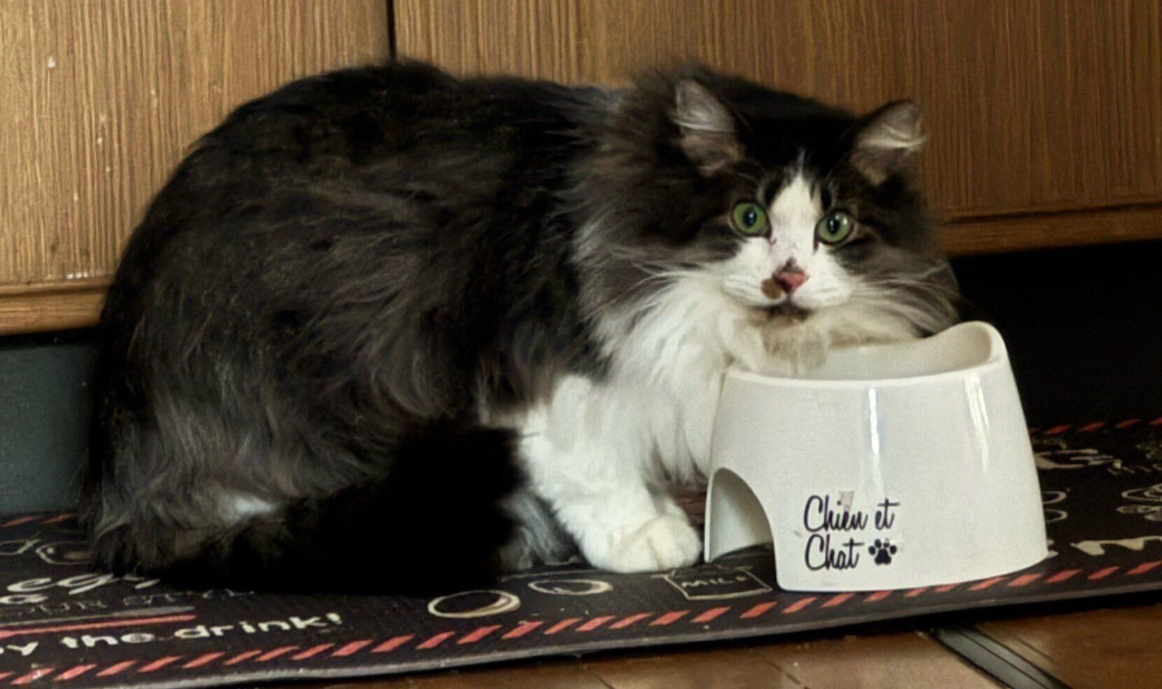 母猫・フワちゃん