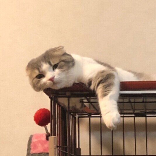 くつろぐスコティッシュフォールド