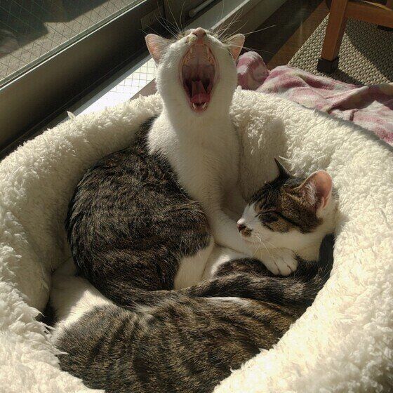 MIXサバトラのキャスくん＆アルくん