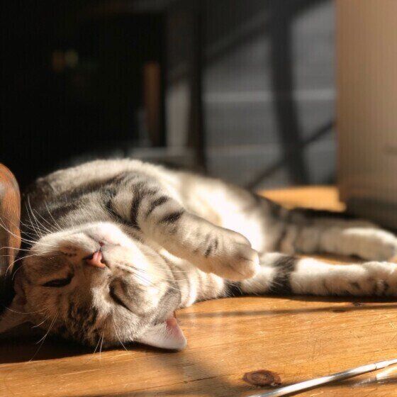 日向ぼっこするアメリカンショートヘア