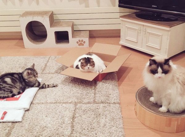 謎の会議をする猫