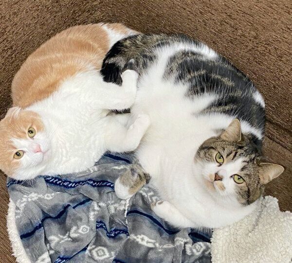 仲良しなとろくんとおにくくん