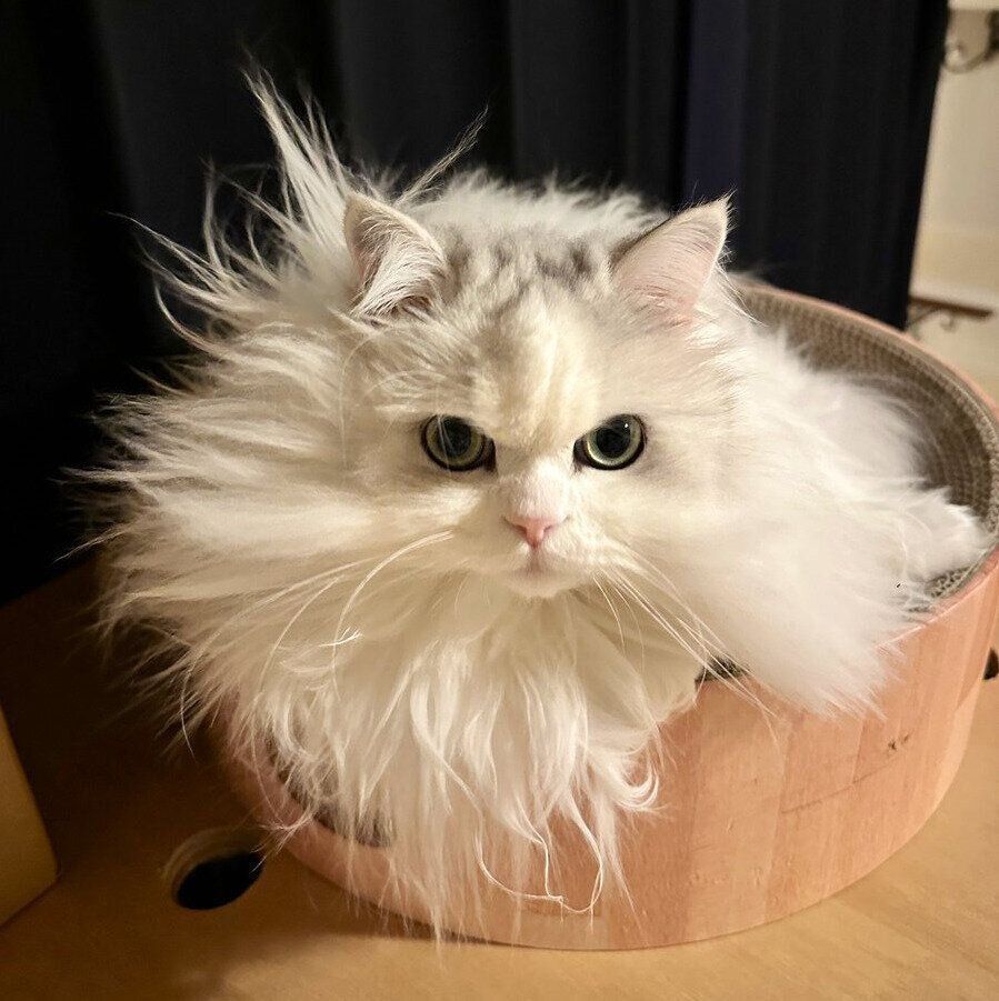 別の日のノーマンくん