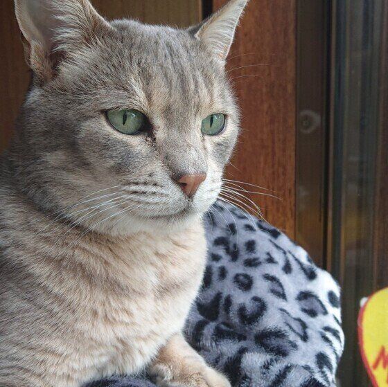 ベンガルのキラくん♪