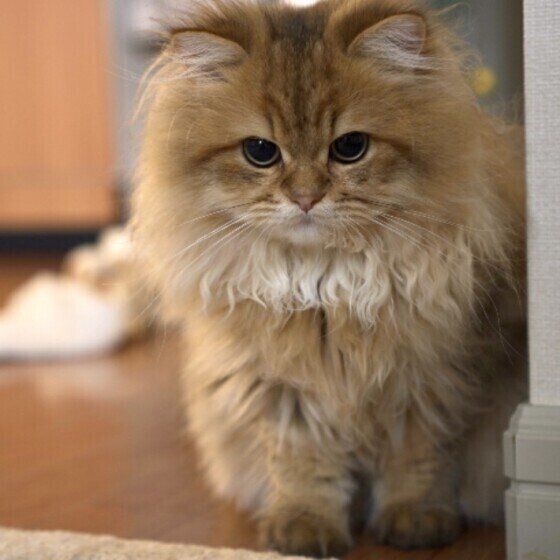 ジャンプのとき にゃっ と鳴く 失敗して耳をかく 猫の謎な行動を人に例えたら ねこのきもちweb Magazine