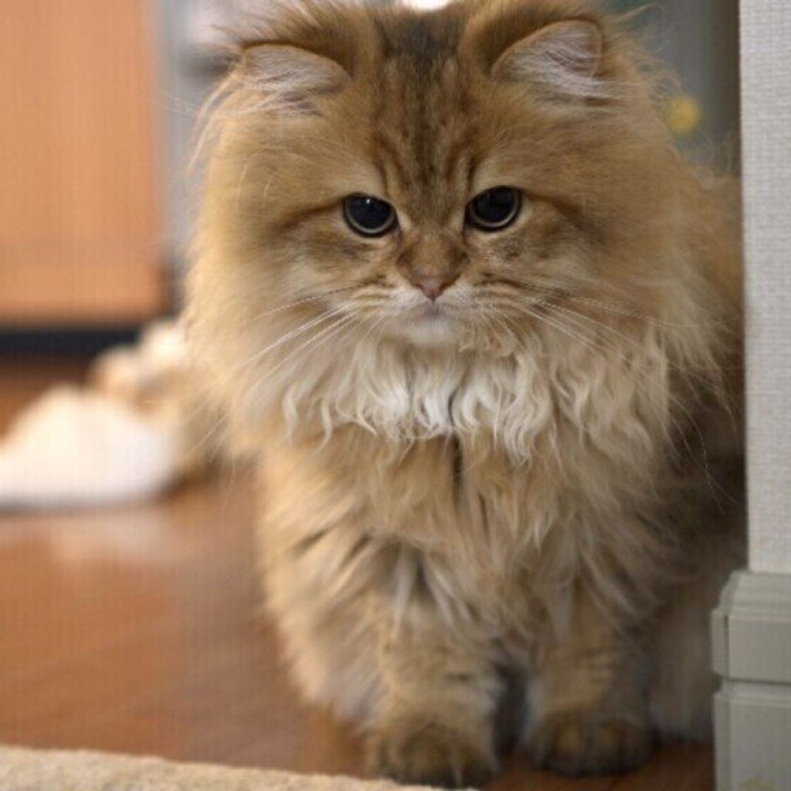 ジャンプのとき にゃっ と鳴く 失敗して耳をかく 猫の謎な行動を人に例えたら ねこのきもちweb Magazine ジャンプのとき にゃっ と鳴く 失敗して耳をかく 猫の謎な行動を人に例えたら ねこのきもちweb Magazine