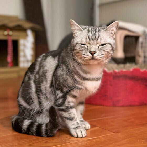 アメリカンショートヘアの姫ちゃん