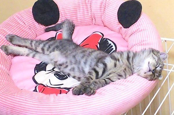 寝転がるはるおちゃん