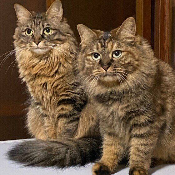 野性味あふれる2匹の猫（ミックス）