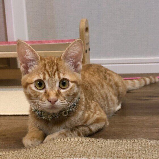 カメラ目線の茶トラの子猫