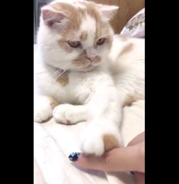 飼い主さんと遊ぶホイップクリームちゃん