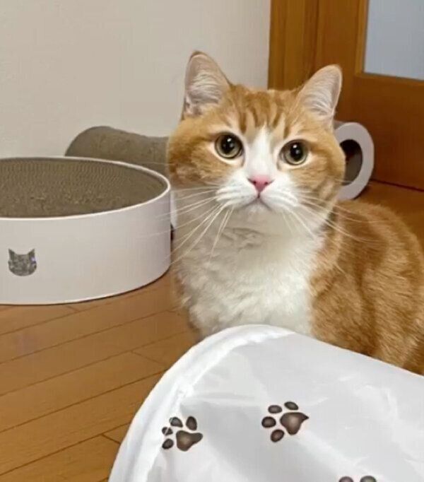 見つめるもんちゃん