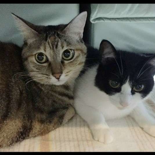 とまとくん  MIX　キジトラ