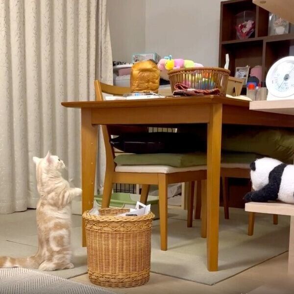 パンが気になるなつちゃん